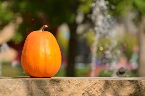 halloween fall orange pumpkin