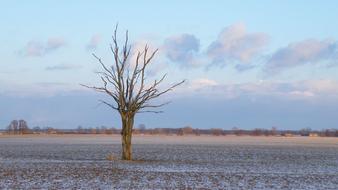 Landscape of Wintry meadow Tree