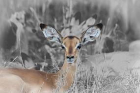 Fawn Buck Baby Impala Young