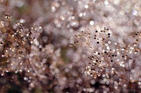 Nature Flowers Rain