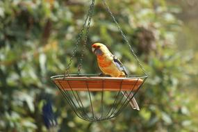 Rosella Parrot on Bird feeder