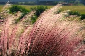 Pink Muhly Grass Ornamental drawing