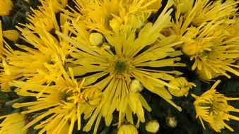 Chrysanthemum Fóliovník