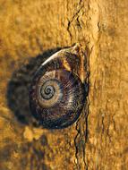 brown snail on a wooden wall