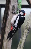 Nature Animals Birds Great Spotted