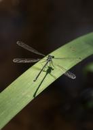 Dragonfly Insect on green leaf
