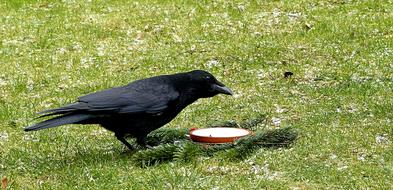 goodly Bird Crow Corvidae