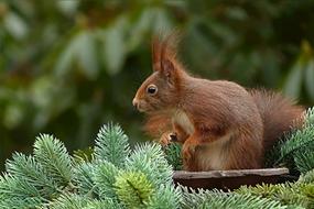 beautiful squirrel sits nra fluffy spruce in the garden