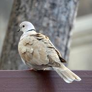 beige pigeon is sitting on a bench