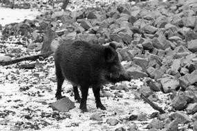 wild boar among stones in black and white background