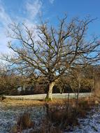 Oak Wood Tree