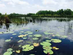 Water Lily Pad Florida