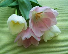 beautiful fragrant flowers bouquet