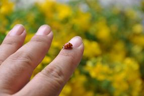 Ladybug red on Hand