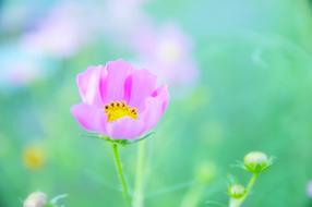 japan flowers cosmos