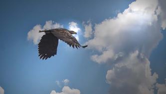 White Tailed Eagle Kummerower