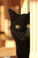 impressively beautiful Black Cat Amber
