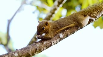 portrait of goodly Squirrel Animal on Bali