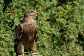 brown bird of prey in the wild