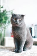 british shorthair cat is sitting on a table