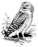 bird forest nature owl drawing