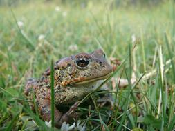 goodly Frog Toad