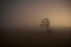 Fog Tree
