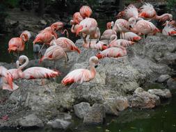 flock of pink flamingos on gray stone at Denver Zoo