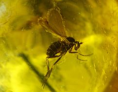 Bernstein Fly Macro