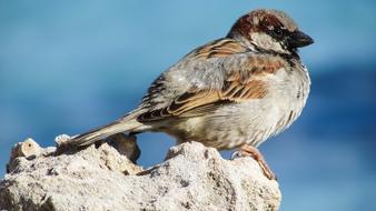 male Sparrow resting on stone close up