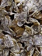 Dried Hydrangeas as a Background drawing