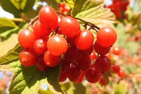 Berries Berry Red Leaves