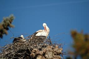 goodly white Stork Nest