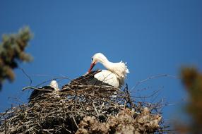 Stork Nest birds