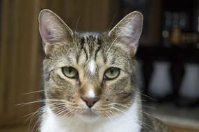 goodly Cat Domestic face