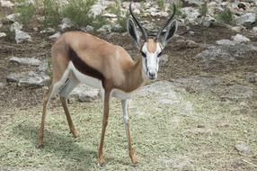 Wild Animal Zoo