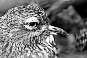 bird digital graphics drawing