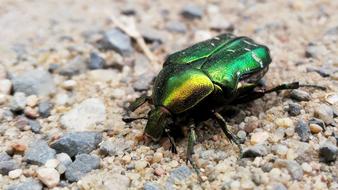 goodly Beetle Insect Green
