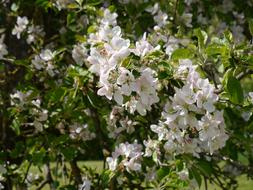 Apple Tree Blossoms at Spring