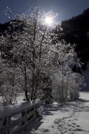 Snowy Trees Wintry Winter