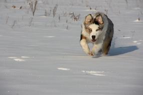 Snow Dogs