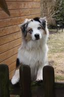 Dog by Garden Fence