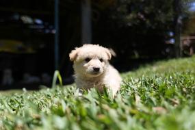 cute fluffy puppy is sitting in the grass