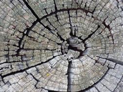 view of a split log