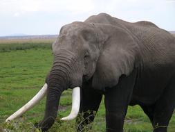 elephant with white tusks, Kenya, Amboseli National Park