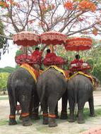 Elephant Thailand Pachyderm