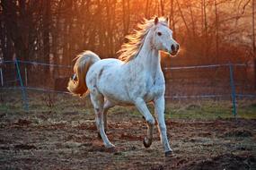 Thoroughbred Arabian horse at sunset