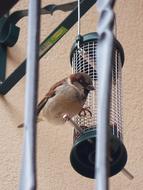 goodly small Sparrow Bird