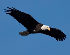 impressively beautiful Eagle Bird in Nature