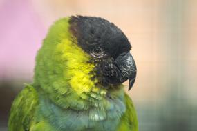 green Parrot Bird Nature